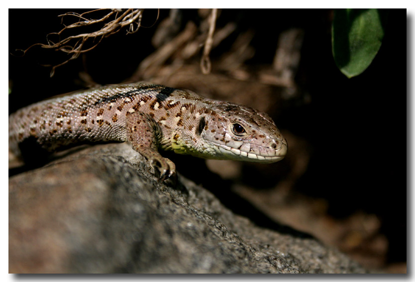 photo "Lizard" tags: nature, macro and close-up, wild animals