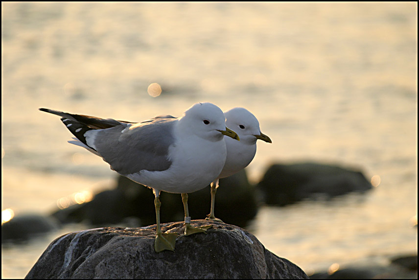 photo "Double" tags: nature, wild animals