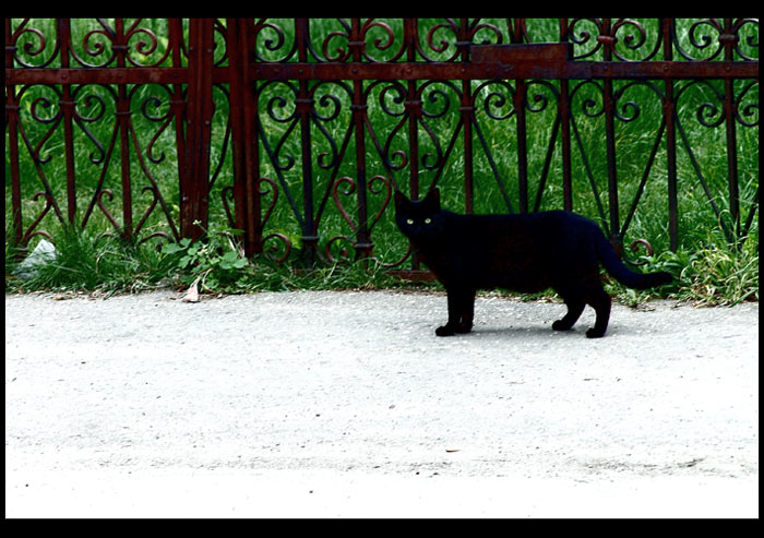 photo "dark kitty" tags: nature, travel, pets/farm animals