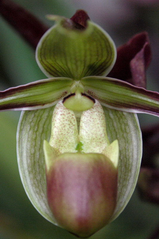 photo "Exotic flower" tags: nature, macro and close-up, flowers