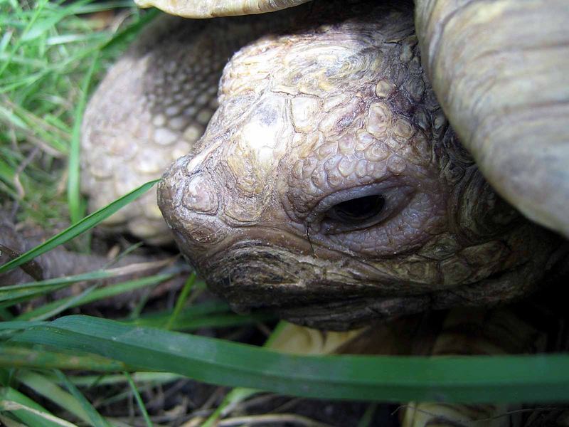 фото "Turtle" метки: природа, дикие животные