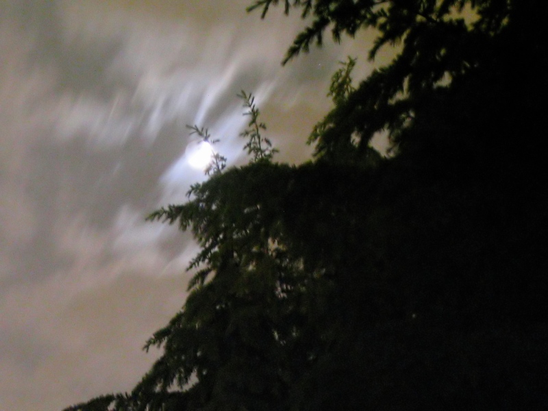 photo "Luna Velata" tags: landscape, night