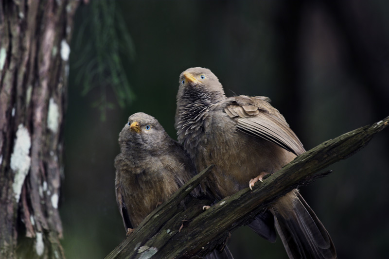 photo "And?! What?! Who here?! What for you look?! And?!" tags: travel, nature, Asia, wild animals