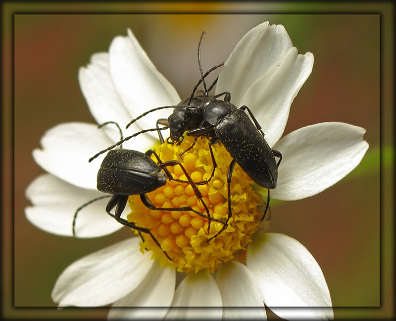 photo "***" tags: macro and close-up, nature, insect