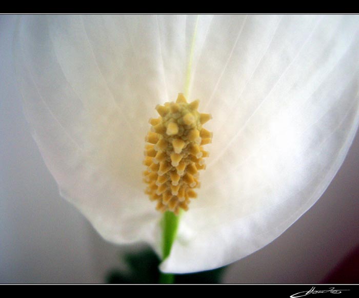 photo "Flower" tags: macro and close-up, 