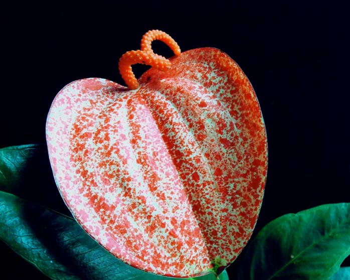 photo "Anthurium ( Flamingo Flower )" tags: macro and close-up, nature, flowers