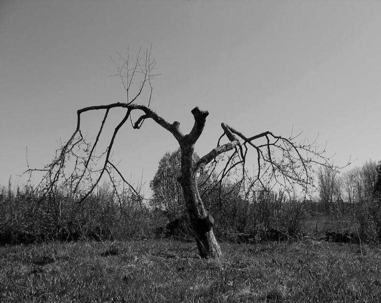 photo "Tree" tags: black&white, landscape, 