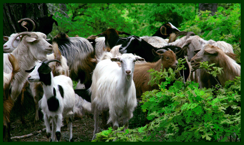 photo "Goat goes to heaven" tags: nature, pets/farm animals