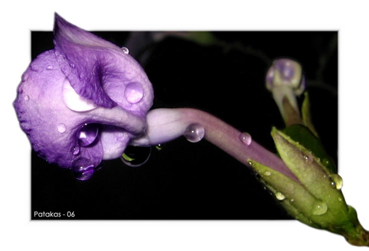 photo "Baby Flower" tags: macro and close-up, nature, flowers