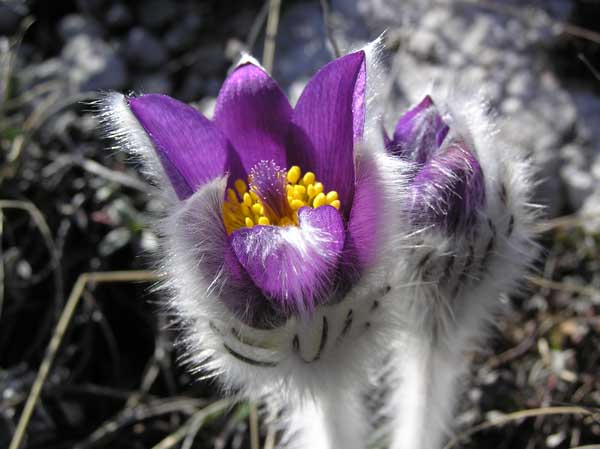 photo "***" tags: macro and close-up, nature, flowers