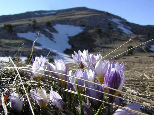 photo "***" tags: landscape, nature, flowers, mountains