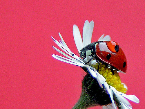 фото "Keep climbing higher" метки: природа, макро и крупный план, насекомое