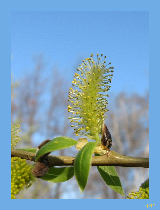 photo "Congratulation with A VICTORY  DAY" tags: macro and close-up, 