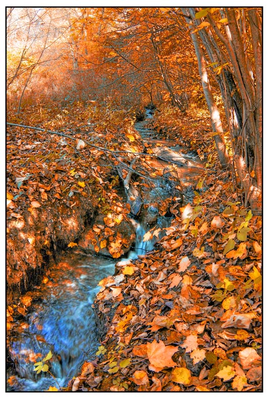 photo "Forest stream" tags: landscape, autumn