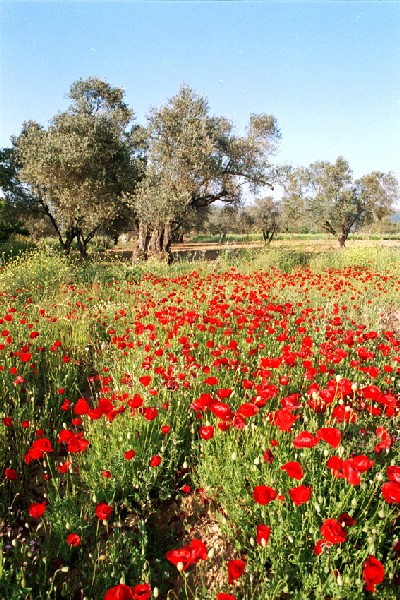 photo "Corn poppies..." tags: landscape, 