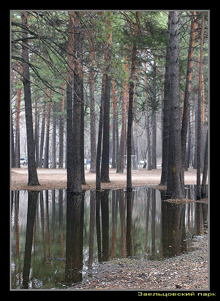 photo "***" tags: landscape, forest, spring