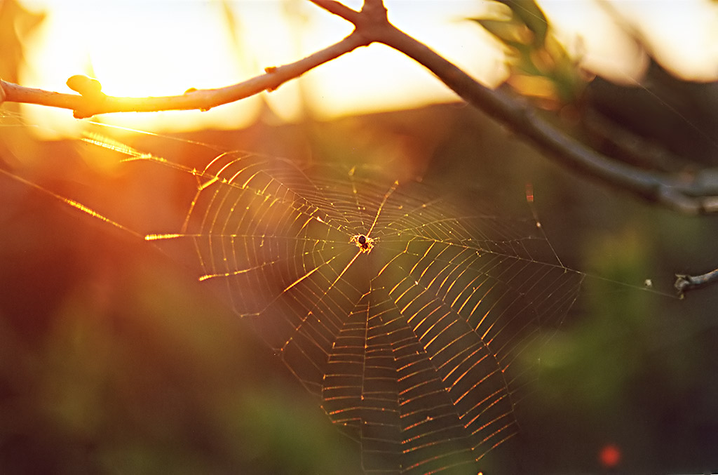 photo "***" tags: nature, insect