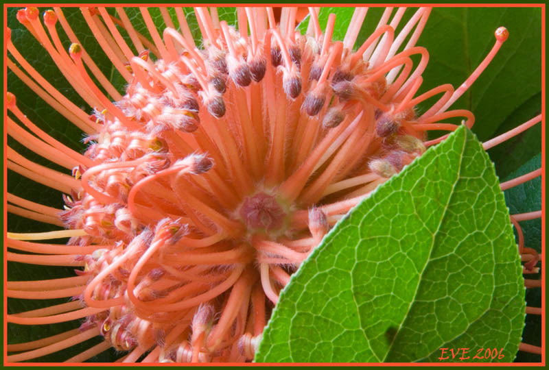 фото "Flower" метки: макро и крупный план, натюрморт, 