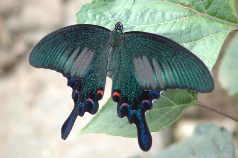 photo "Graphium" tags: nature, insect