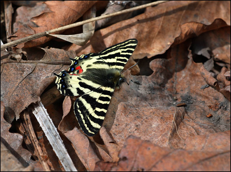 photo "Warming up" tags: nature, still life, insect