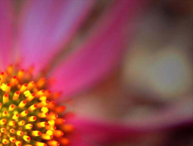 фото "Bright to dull" метки: природа, макро и крупный план, цветы