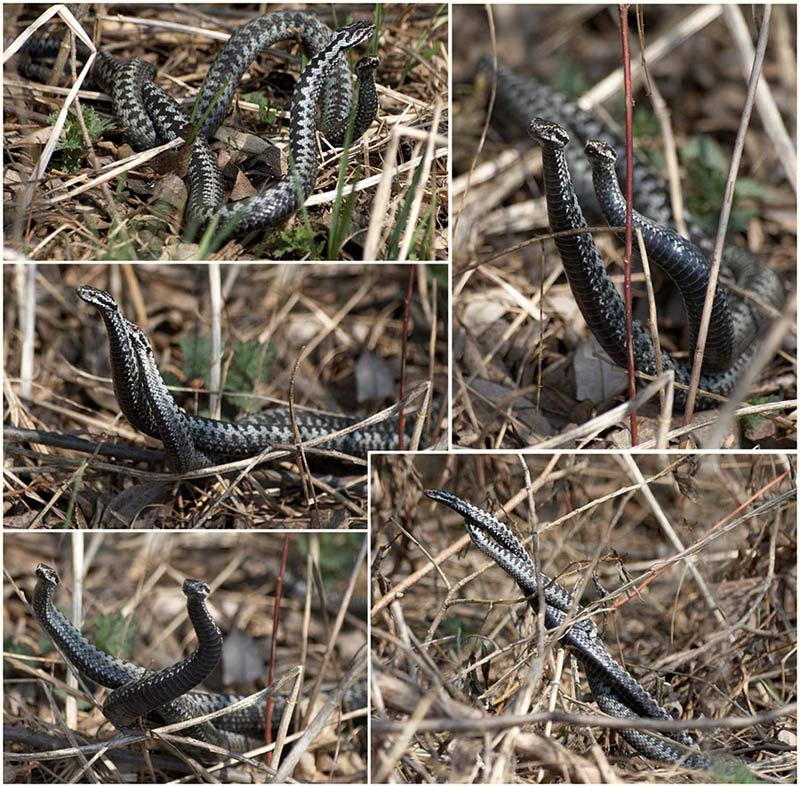 photo "Vipera berus" tags: nature, wild animals