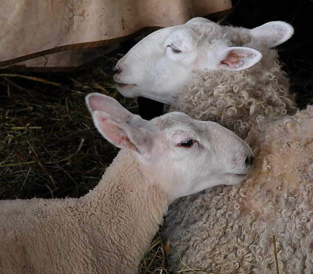 photo "mother and child" tags: nature, pets/farm animals