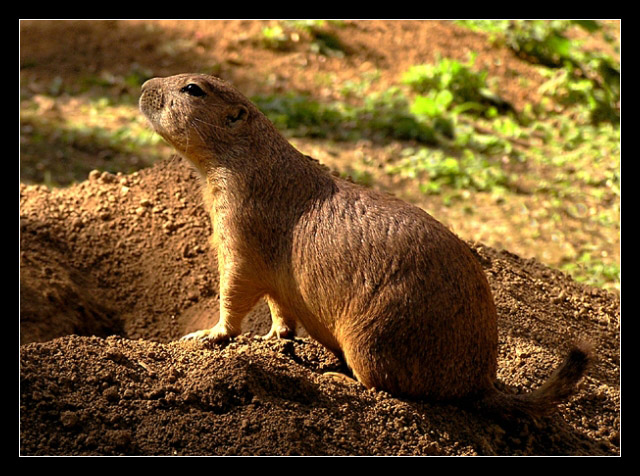 photo "I just relaxing" tags: nature, pets/farm animals