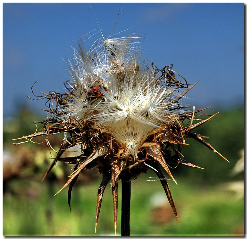 photo "Shaggy haired beauty" tags: nature, flowers