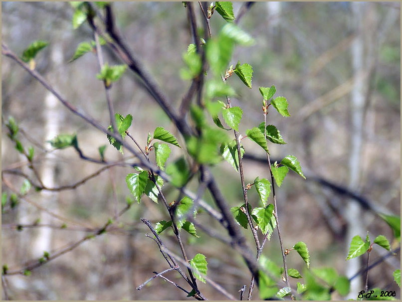 photo "Весна" tags: nature, flowers