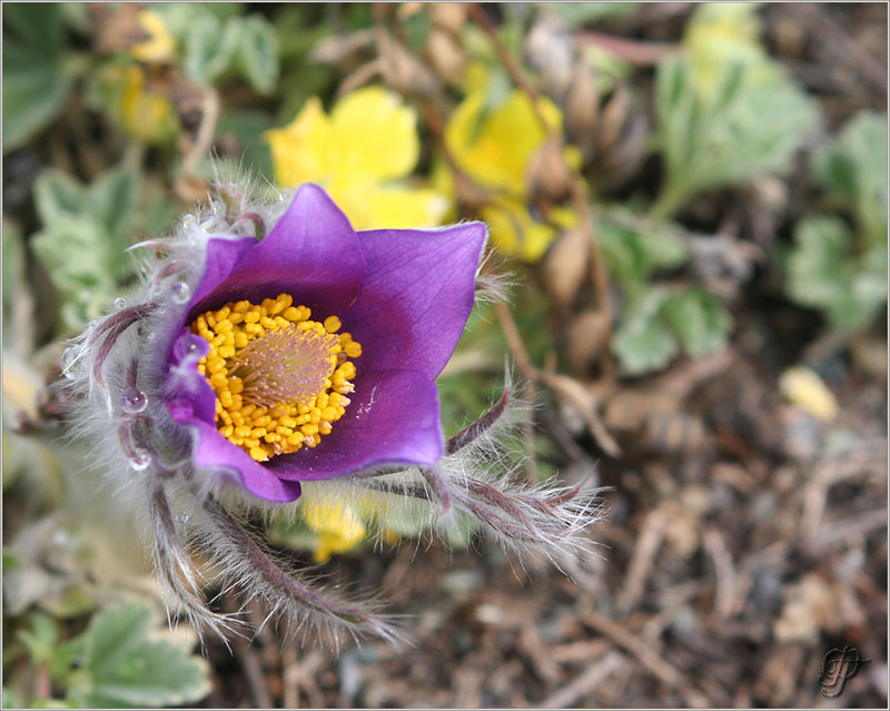 photo "***" tags: nature, macro and close-up, flowers