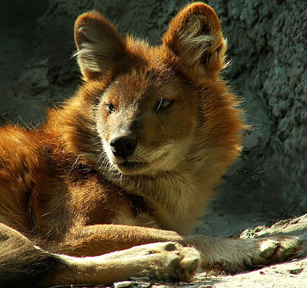 фото "Red Wolf" метки: природа, дикие животные