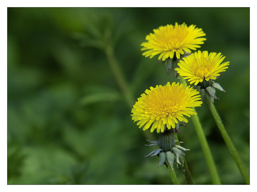 photo "...spring" tags: nature, flowers