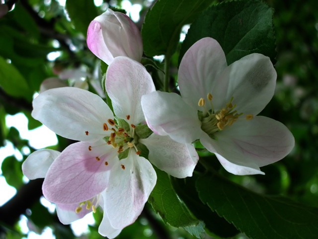 фото "flower of apple/Яблочный цвет" метки: природа, макро и крупный план, цветы