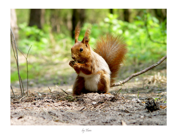 photo "Squirrel" tags: nature, wild animals