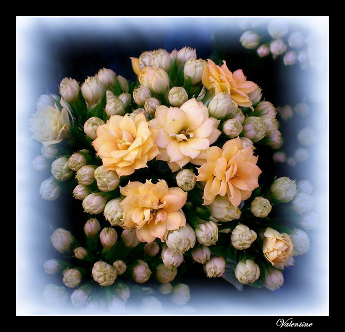 фото "Калонхоэ" метки: природа, цветы