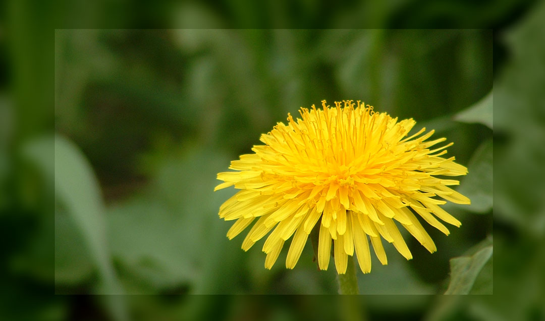 photo "***" tags: nature, flowers