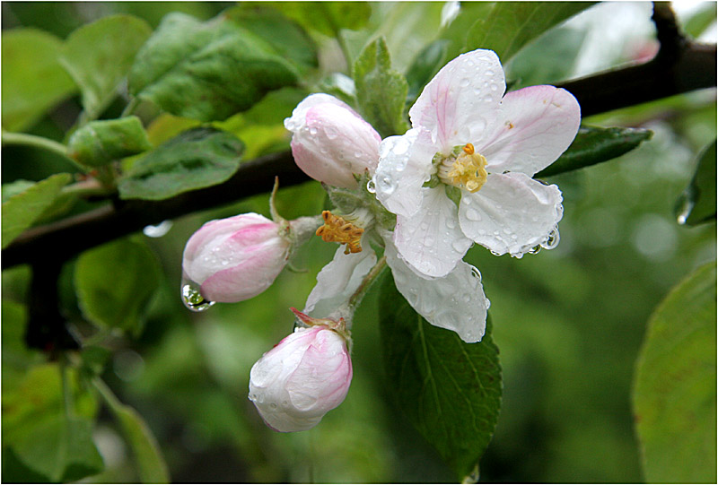 photo "Spring rain..." tags: nature, macro and close-up, flowers