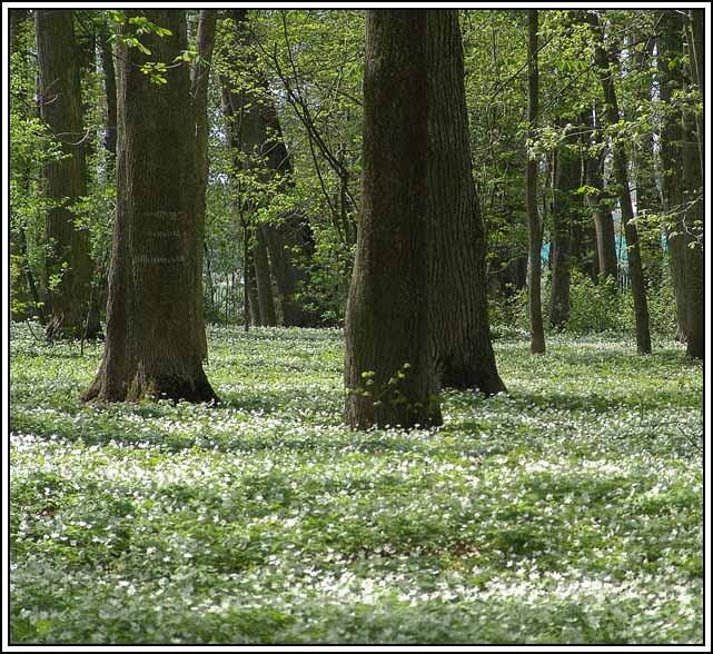 photo "Spring in old park" tags: landscape, spring