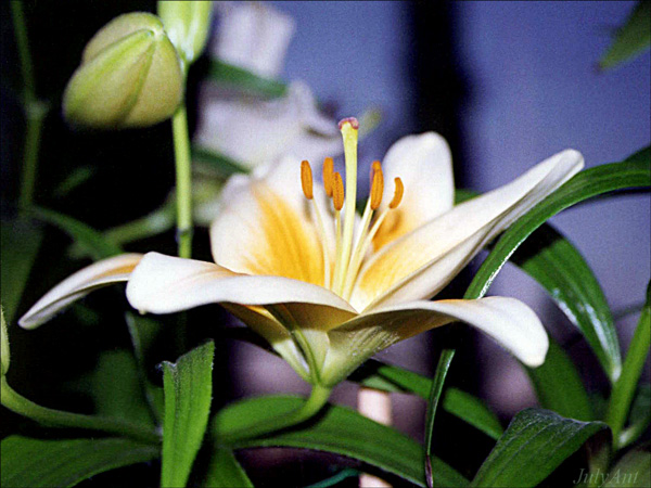 photo "Lily" tags: nature, macro and close-up, flowers