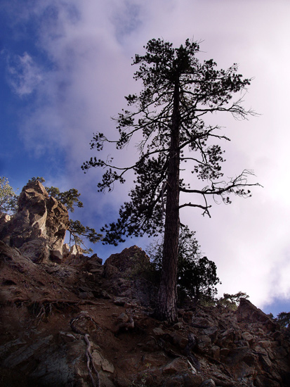 фото "Tree" метки: пейзаж, лес