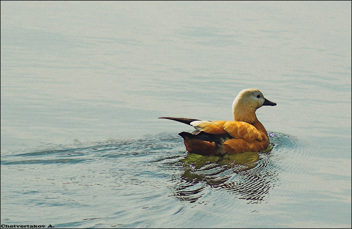 photo "***" tags: landscape, nature, water, wild animals