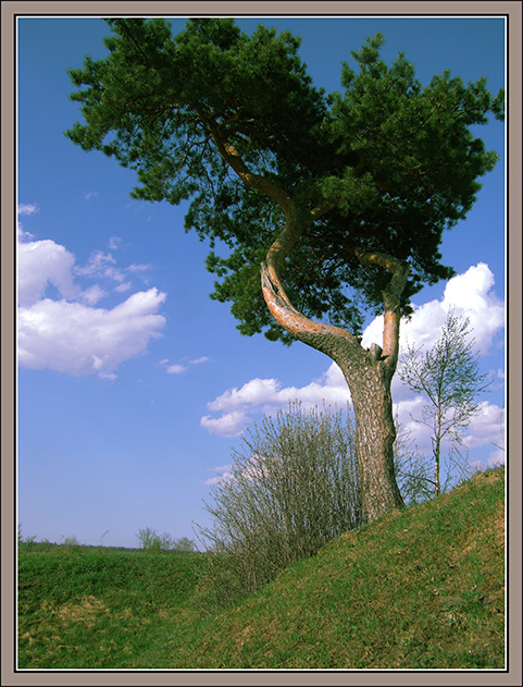 photo "Sweetness and light" tags: landscape, forest, summer