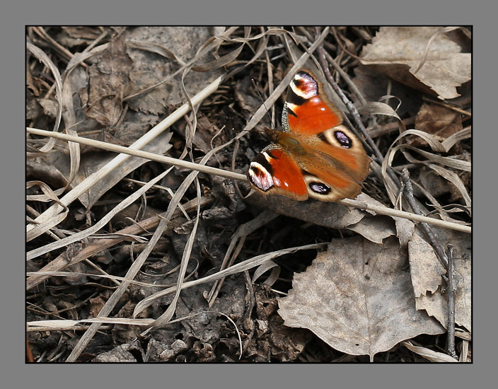 photo "***" tags: nature, macro and close-up, insect