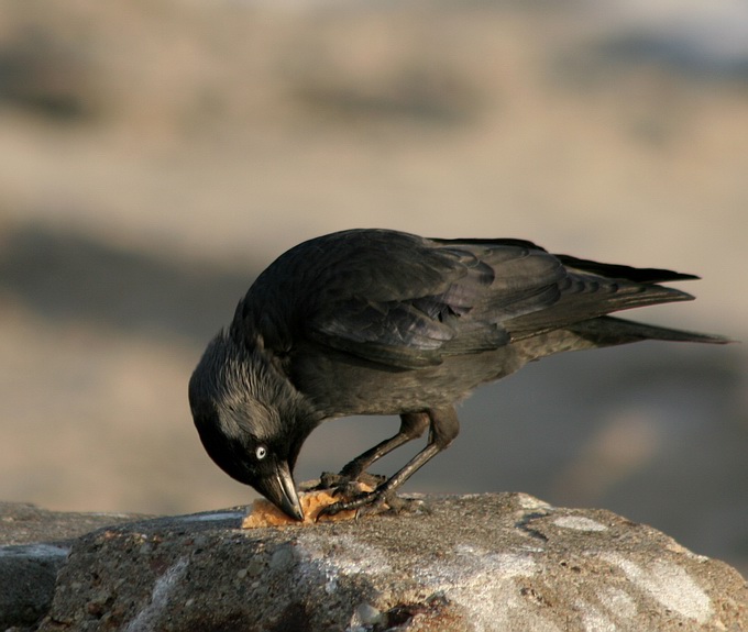 photo "Black Bird" tags: nature, wild animals