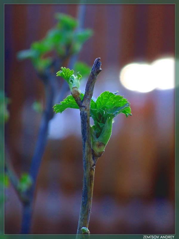 photo "Young leaves..." tags: landscape, macro and close-up, spring