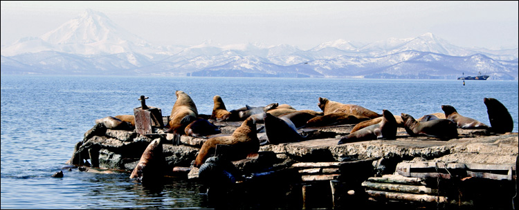 photo "Eared seals" tags: nature, landscape, water, wild animals