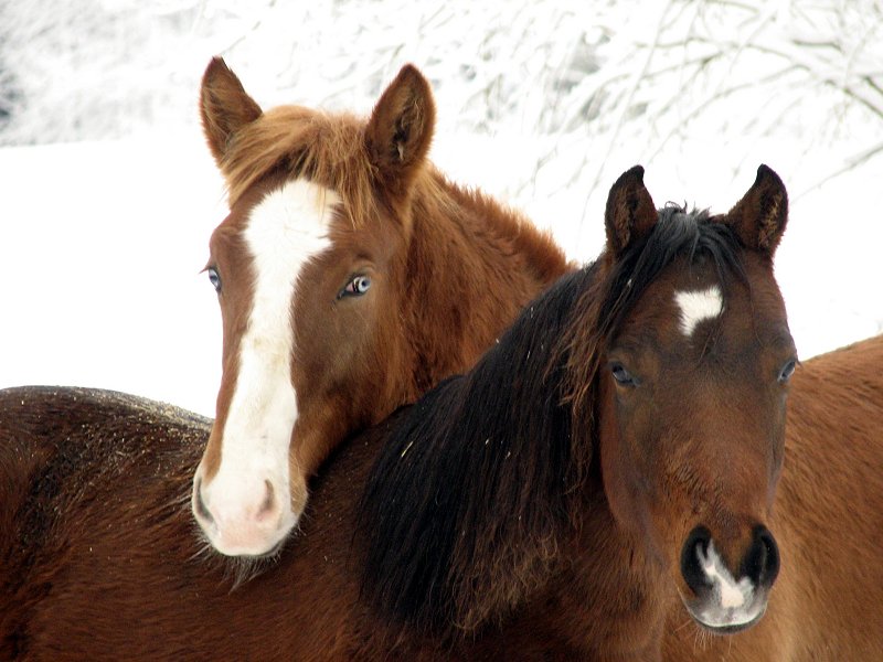 photo "Friends" tags: nature, pets/farm animals