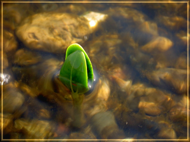 photo "***" tags: landscape, macro and close-up, water