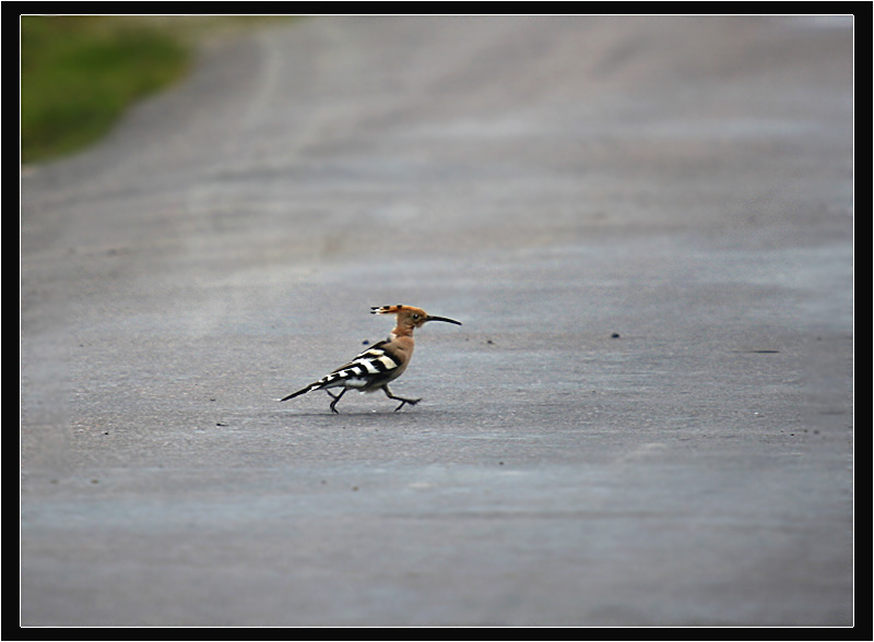 photo "Walker" tags: nature, wild animals